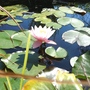 Lily from a different angle (Nymphaea alba (Nenufar Blanco))