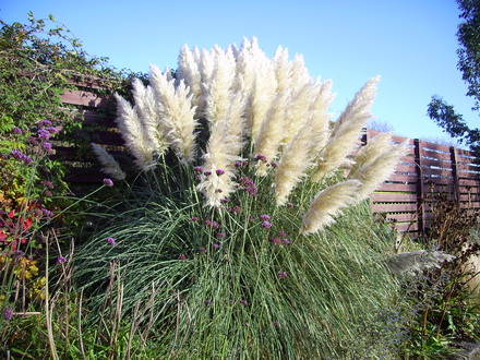 Pampas grass at Harlow carr