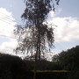 Youngs Silver Birch [Betula pendula ‘purpurea’] 08.08 (Betula pendula purpurea   (Vistabile))