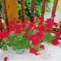 flowers_007.jpg