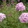 Dsc00056