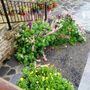 flowers_006.jpg