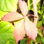 Autumn is round the corner (Parthenocissus quinquefolia (Virginia creeper))