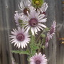 burkheya (burkheya purpurea)