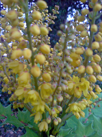 nov 07 (Mahonia japonica (Mahonia))