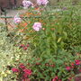 mixed border (Phlox paniculata (Perennial phlox))