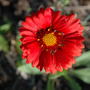 Blanket Flower (Gaillardia aristata (Blanketflower))