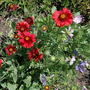 Blanket Flower & Malva (Gaillardia aristata (Blanketflower))