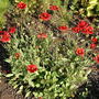 Blanket Flower (Gaillardia aristata (Blanketflower))