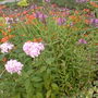 mixed border 2 (Phlox paniculata (Perennial phlox))