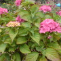 hydrangea (hydrangea)