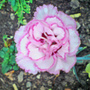 Dianthus plumarius (Border Pink)