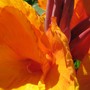 Canna indica