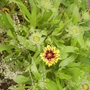 Blanketflower [Gaillardia] 06.08 (Gaillardia aristata)