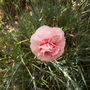 Dianthus (Pinks) 'Doris 06.08 (Dianthus alwoodii (?))
