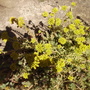 Reflexed Stonecrop [Sedum Reflexum] 07.08 (Sedum reflexum)