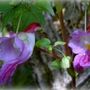 p7 (Impatiens psittacina)