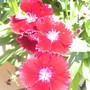 My Favorite (Dianthus barbatus (Sweet William))