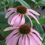 echinacea (echinacea)