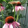 cone flower (echinacea)