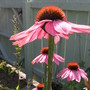 catching some rays (echinacea)