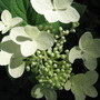 close up  of hydrangea (Hydrangea arborescens (Hydrangea))