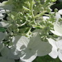 hydrangea 'Pink Diamond' (Hydrangea arborescens (Hydrangea))
