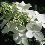 hydrangea 'Pink Diamond' (Hydrangea arborescens (Hydrangea))
