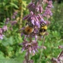 Salvia vercillicata (Salvia verticillata)