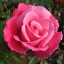Rosa 'Prima Ballerina' (Rosa 'Prima Ballerina')