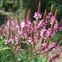 Verbena hastata 'Pink Spires' (Verbena hastata 'Pink Spires')