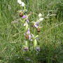 Ophrys apifera