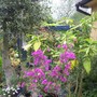 Garden_in_autumn_07_005