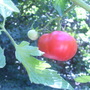 The big boys (Lycopersicon esculentum (Tomato))