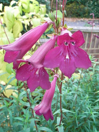 Penstemon 'Blackbird' (Penstemon)