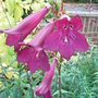 Penstemon