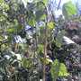 My Beans (Phaseolus vulgaris (Climbing French bean))