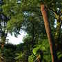 The big tree fern! (Dicksonia antarctica)