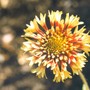 gaillardia pulchella Sundance Bicolor (gaillardia pulchella)
