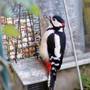 Woodpecker_005