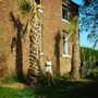 Big washingtonias (Washingtonia robusta)