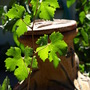 Grape vine with chimenea in background