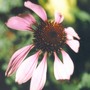 echinacea purpurpea (hebe)