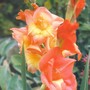 glads (gladiolus)