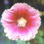 pink hollyhock (Alcea rosea)
