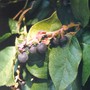 Gaultheria shallon