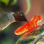 Extreme closeup w glowing red glass 