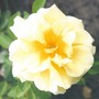 Rose Topaz Jewel (Rosa rugosa (Rugosa rose))