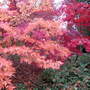 The_Dingle_-_Autumn_07_007.jpg