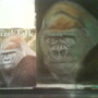 gorrilla gorrila 